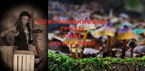 гашик Карпинск